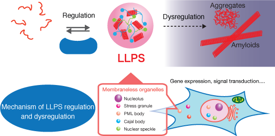 Regulation Mechanism of Liquid-Liquid Phase Separation