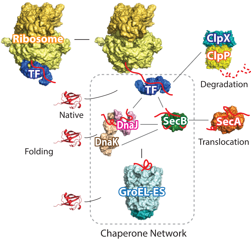 Protein folding and molecular chaperones